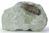 Prone Flexicalymene Trilobite Molt - Indiana #255733-1